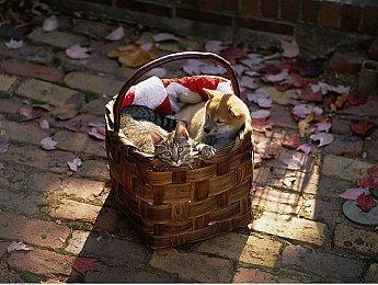 传闻：《战地2042》B测版本并不是”几个月前的“