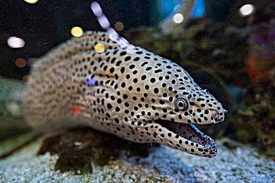 4人联机派对游戏《星引擎Party》公布首个PV Q1发售